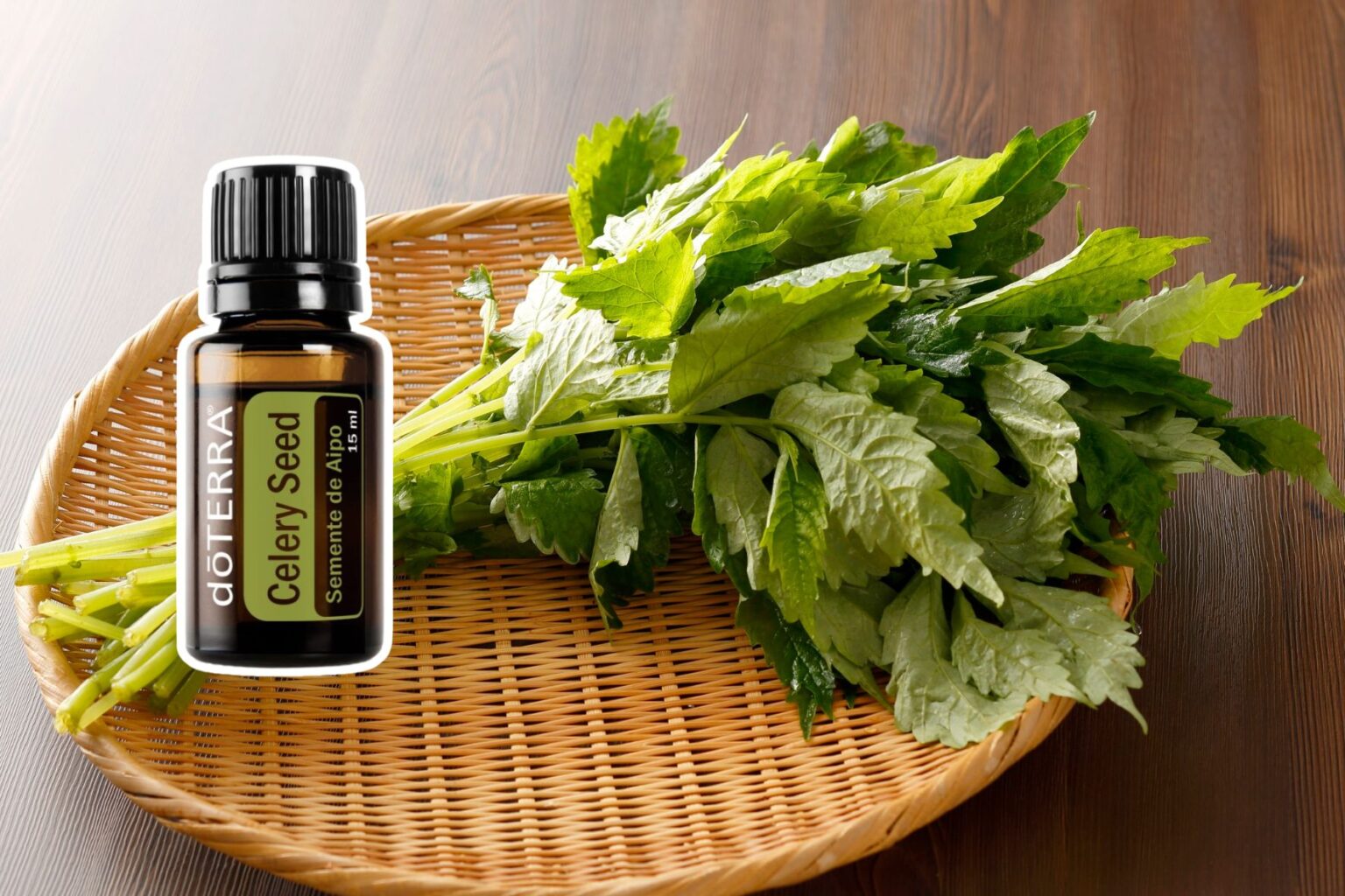 Celery Seed (Semente de Aipo): Guia Completo do Óleo Essencial