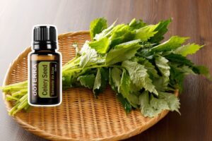 Celery Seed (Semente de Aipo): Guia Completo do Óleo Essencial
